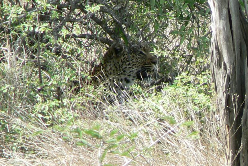 27 REGIONE DEL MPUMALANGA Parco Kruger